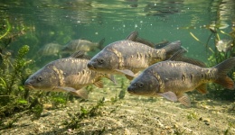 Karp Bezłuski (Lustrzeń) – Kroczek do 800g